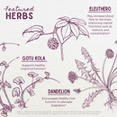 Genius Juice Cognitive Aid WishGarden Herbs