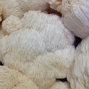 Full‑Spectrum Mushrooms Organic Lion’s Mane