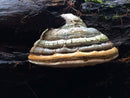 organic-agarikon-mushroom