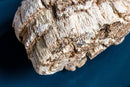 organic-agarikon-mushroom