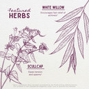 Cranial Comfort Tension Release - VitaEver Nutrition