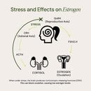 Hormone & Mood Support - VitaEver Nutrition