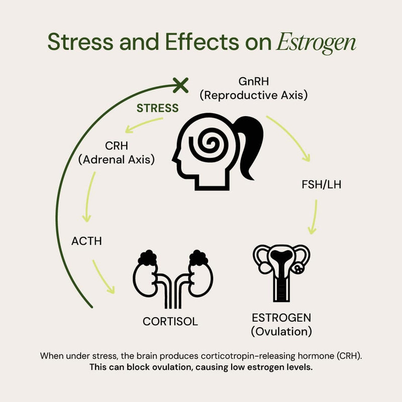 Hormone & Mood Support - VitaEver Nutrition